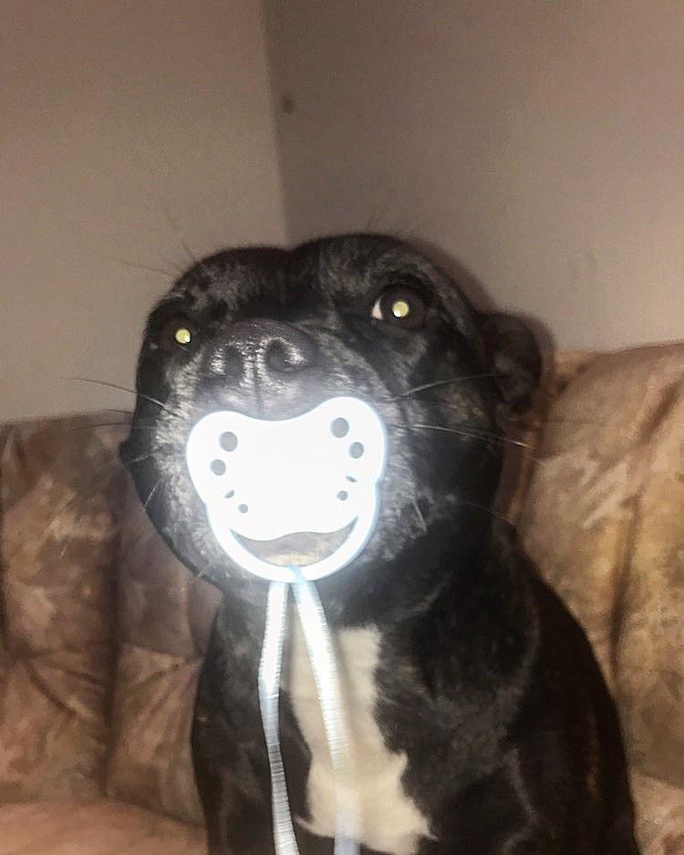 Staffordshire bull terrier Prada - Jeg kan godt se lidt hård og farlig ud, men jeg er faktisk bare en baby billede 20