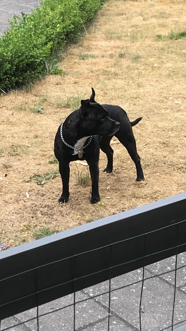 Staffordshire bull terrier Prada billede 21