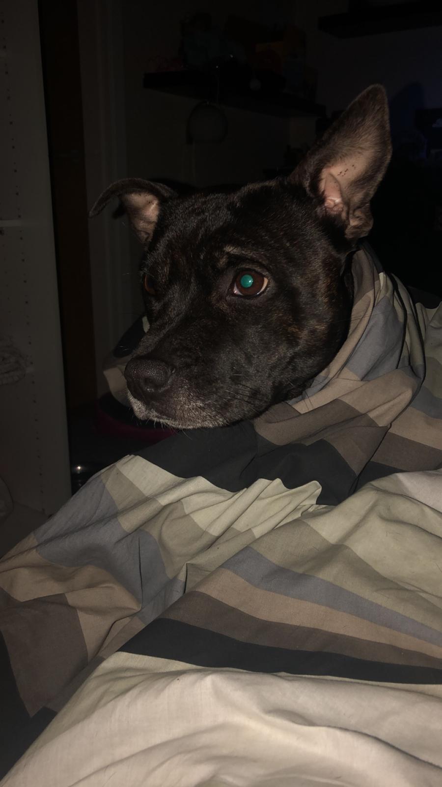 Staffordshire bull terrier Prada - Godnat herfra jeg håber i har nydt mine billeder min mor siger jeg er flot på dem ;-P billede 22