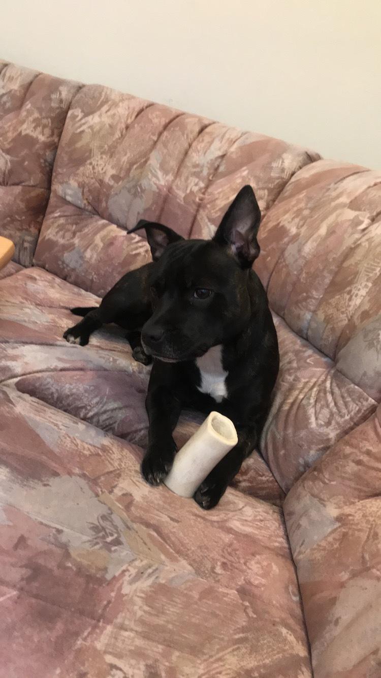 Staffordshire bull terrier Prada billede 16