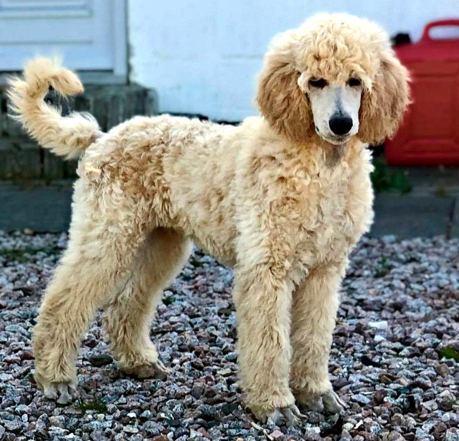 Storpuddel Max billede 6