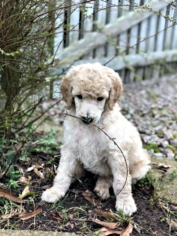 Storpuddel Max billede 7