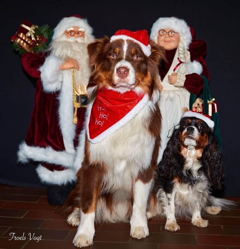 Australian shepherd Balou billede 1