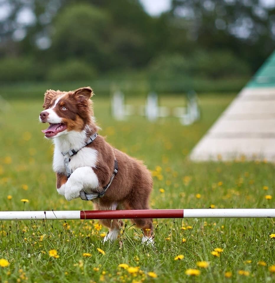 Australian shepherd Balou billede 5