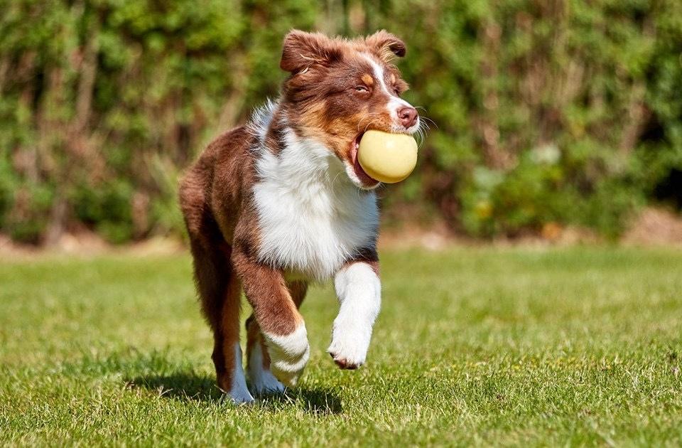 Australian shepherd Balou billede 2
