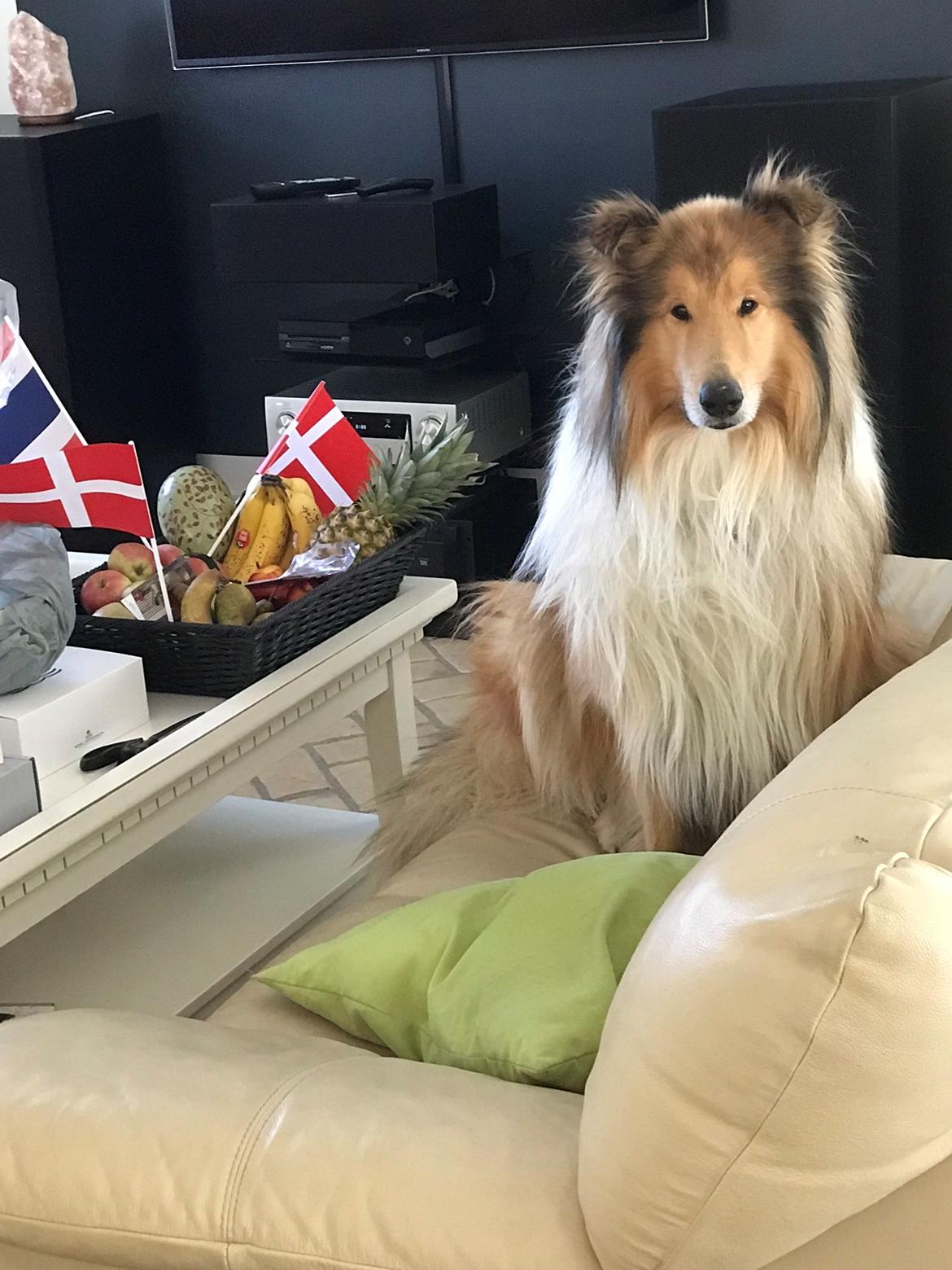 Collie langhåret Enzo billede 1