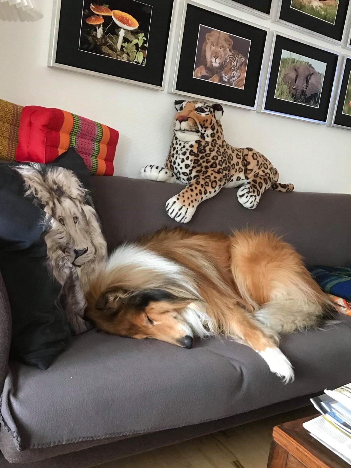 Collie langhåret Enzo billede 2