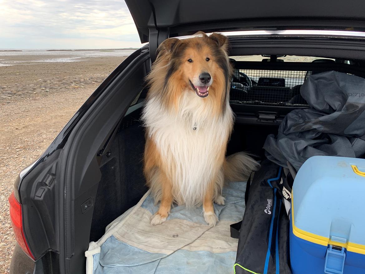 Collie langhåret Enzo billede 3