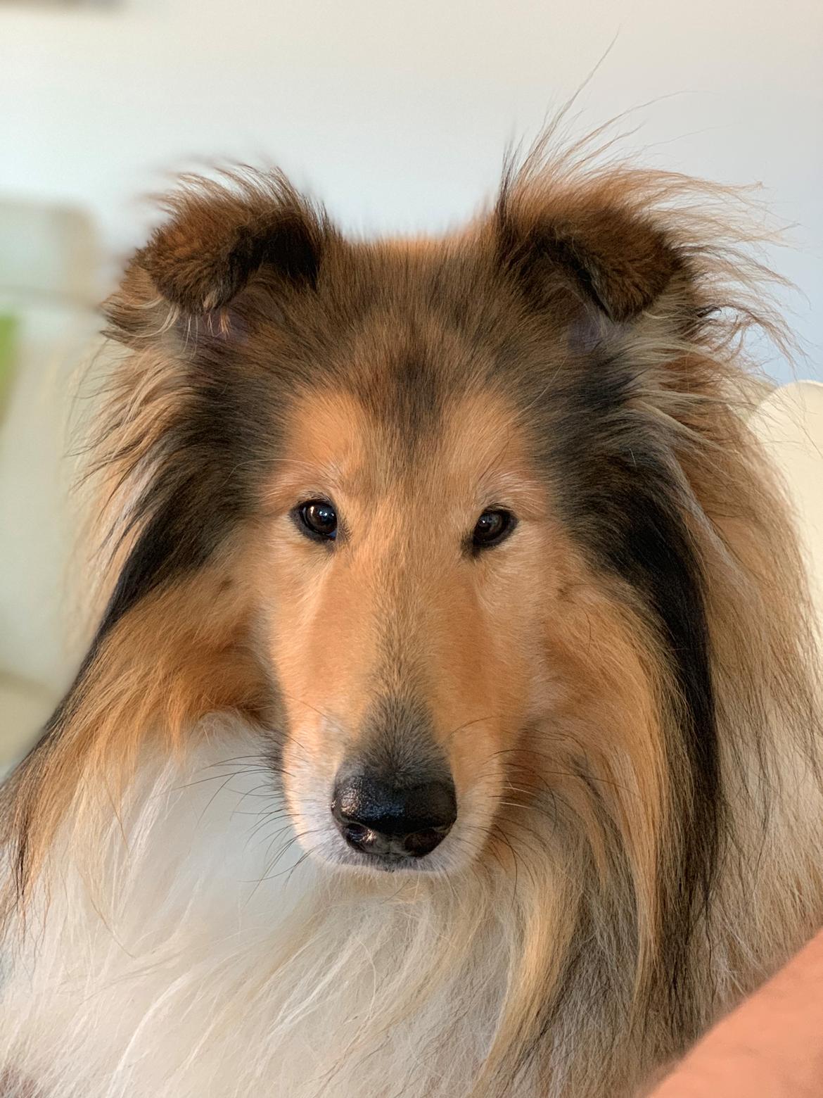 Collie langhåret Enzo billede 5