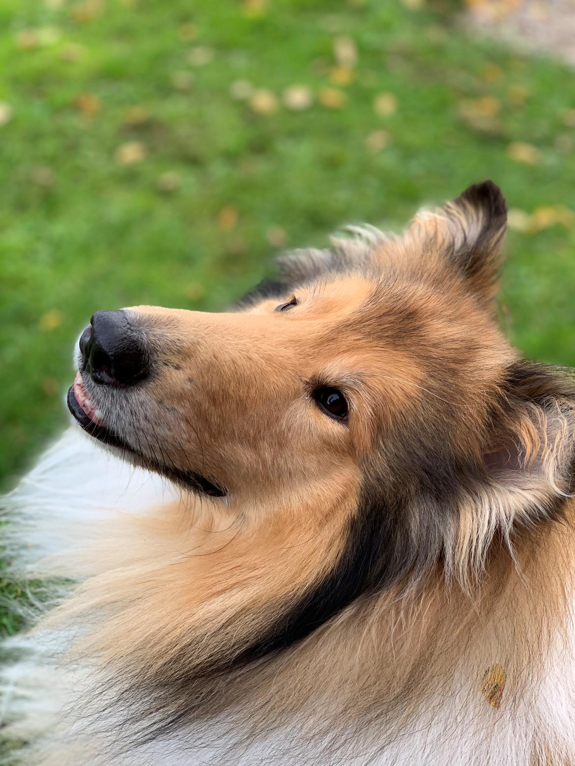 Collie langhåret Enzo billede 4