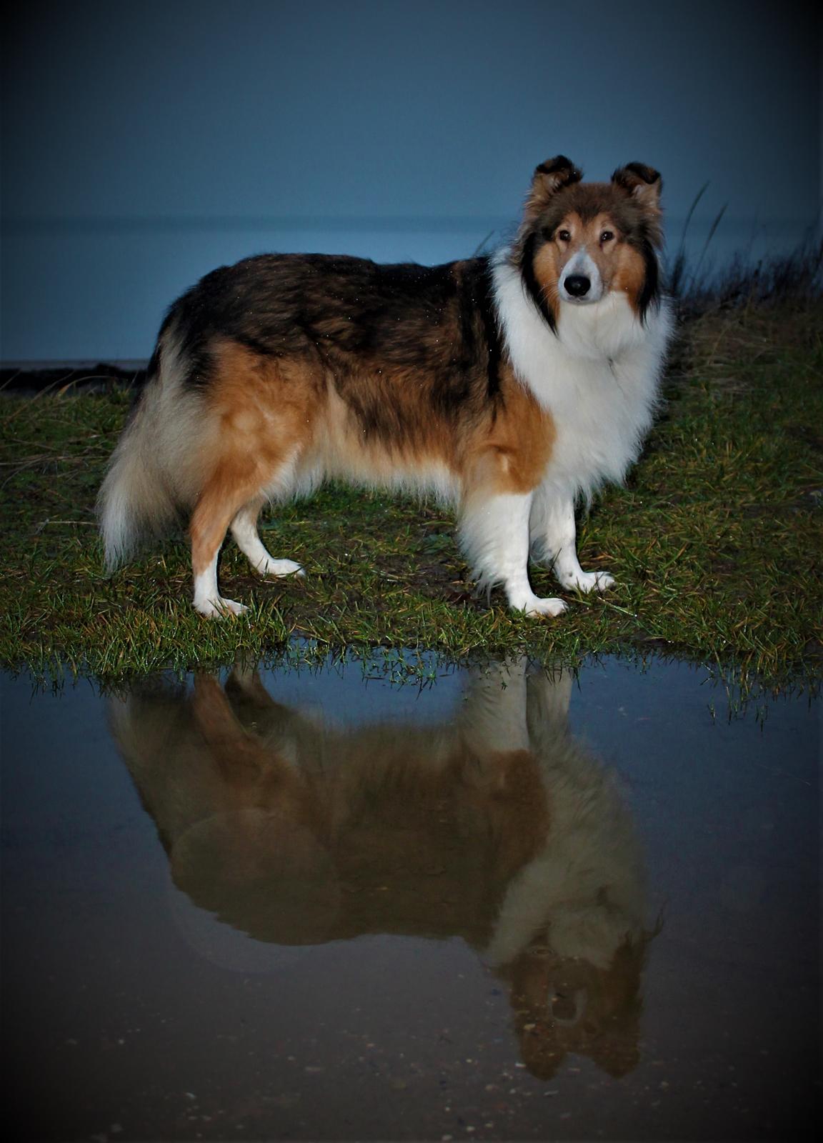 Collie langhåret Gaia billede 1