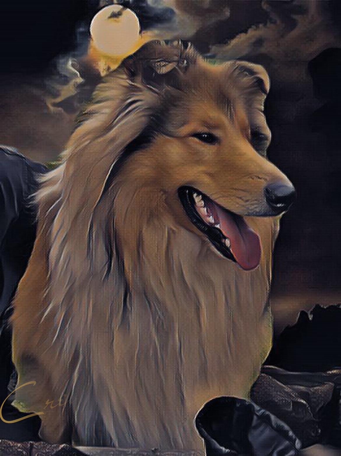 Collie langhåret Enzo billede 6