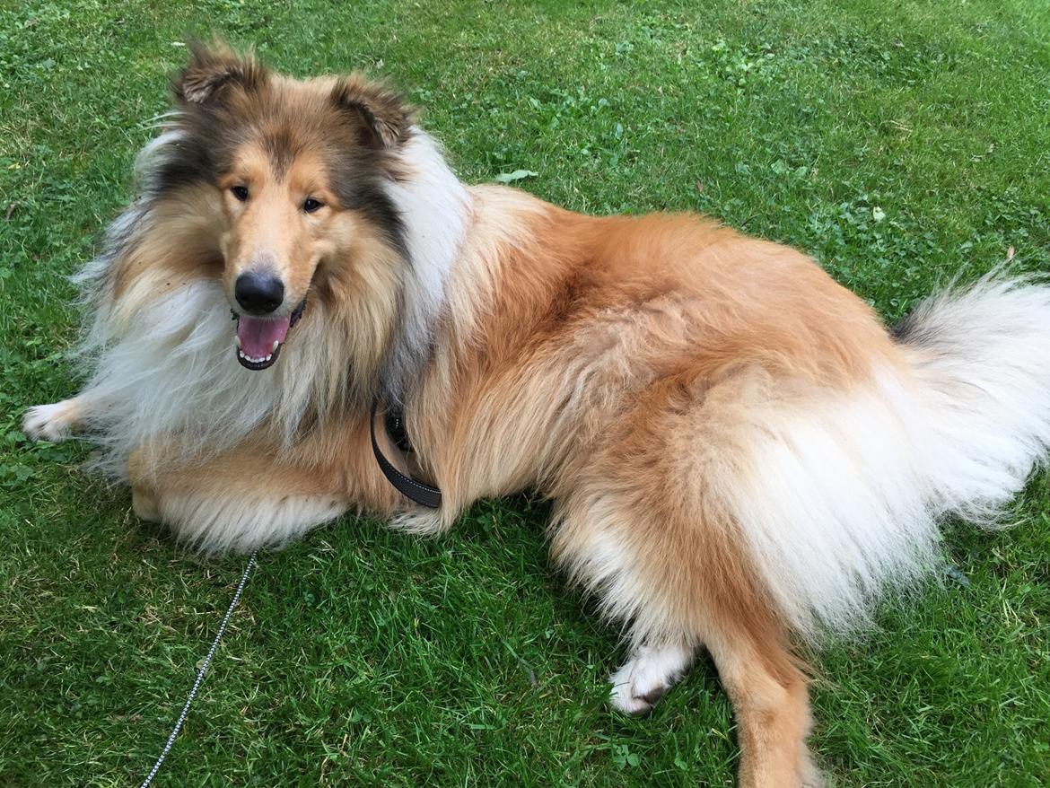 Collie langhåret Enzo billede 8