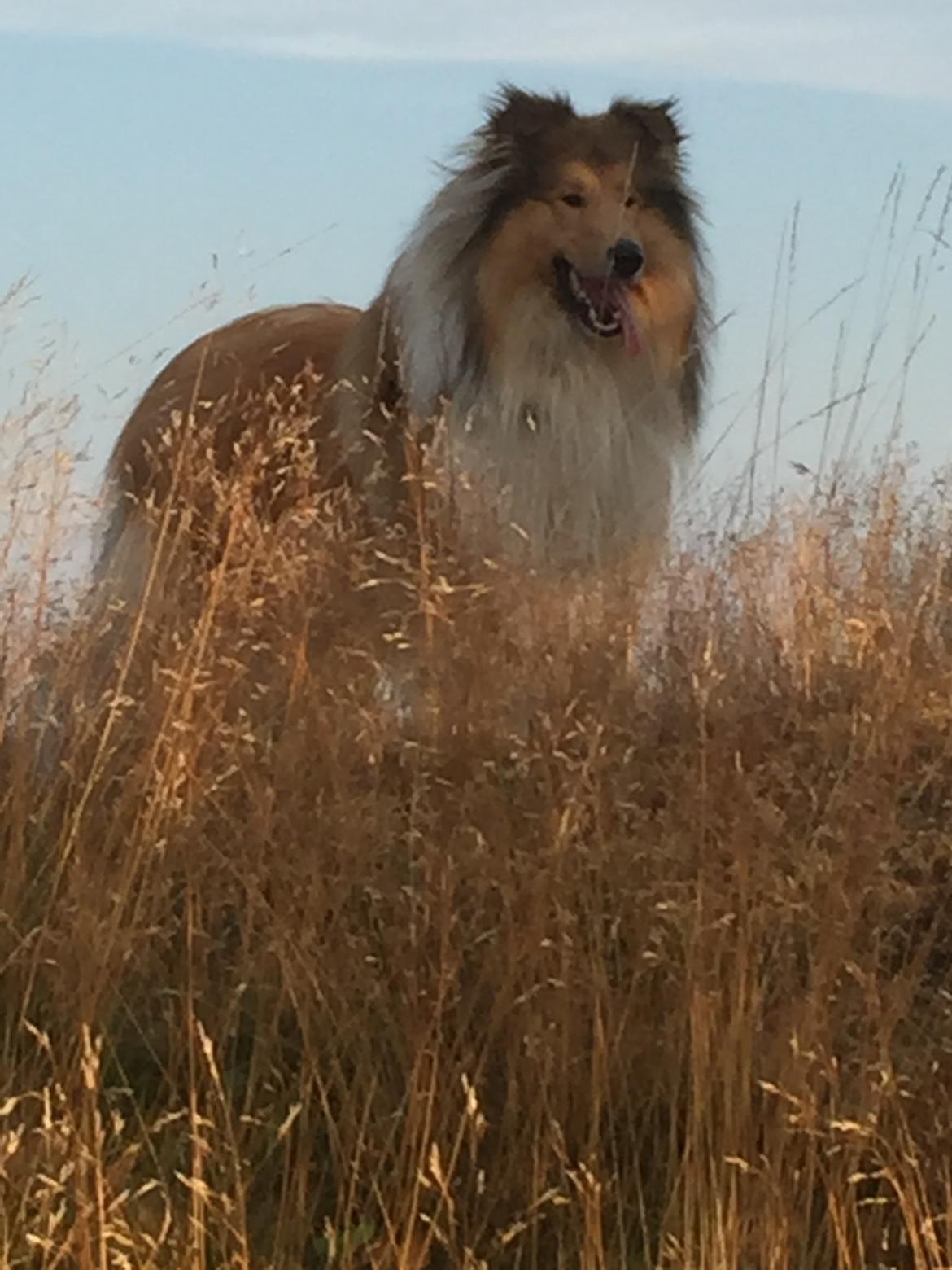 Collie langhåret Enzo billede 9