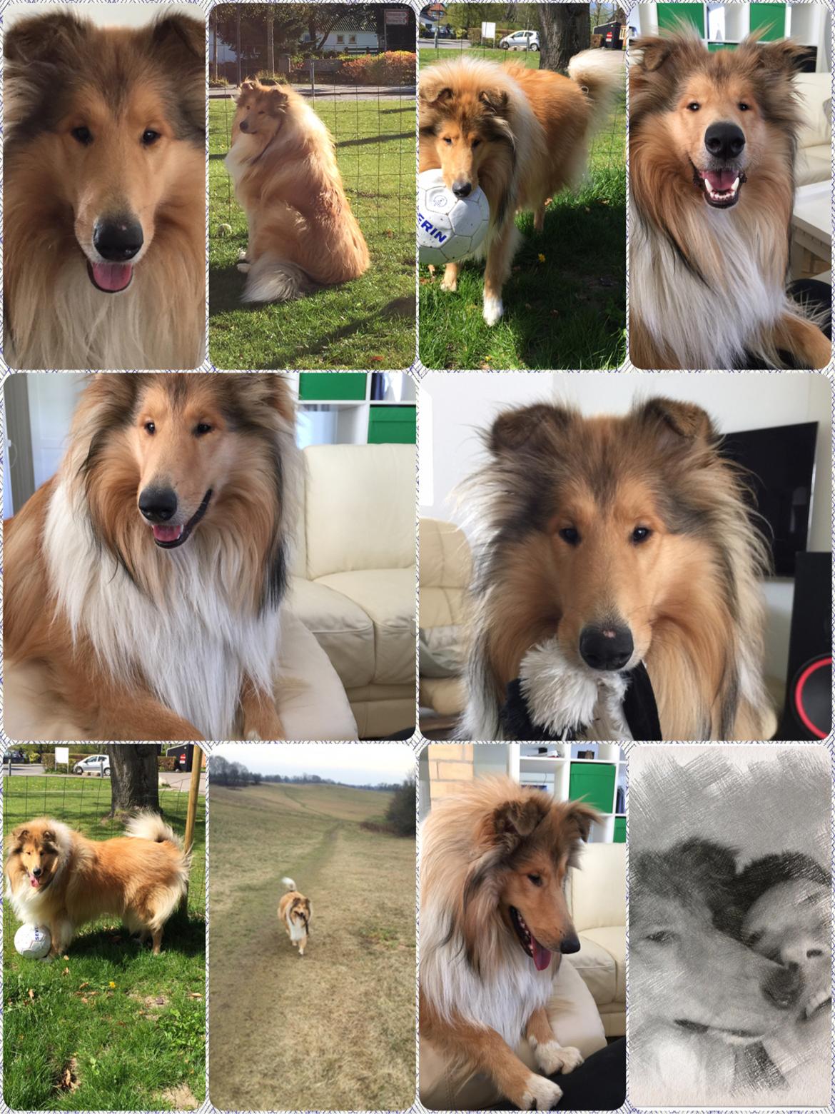 Collie langhåret Enzo billede 7