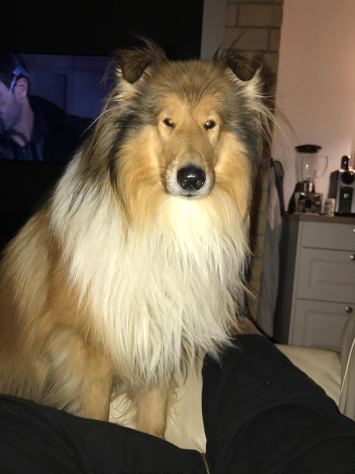 Collie langhåret Enzo billede 10