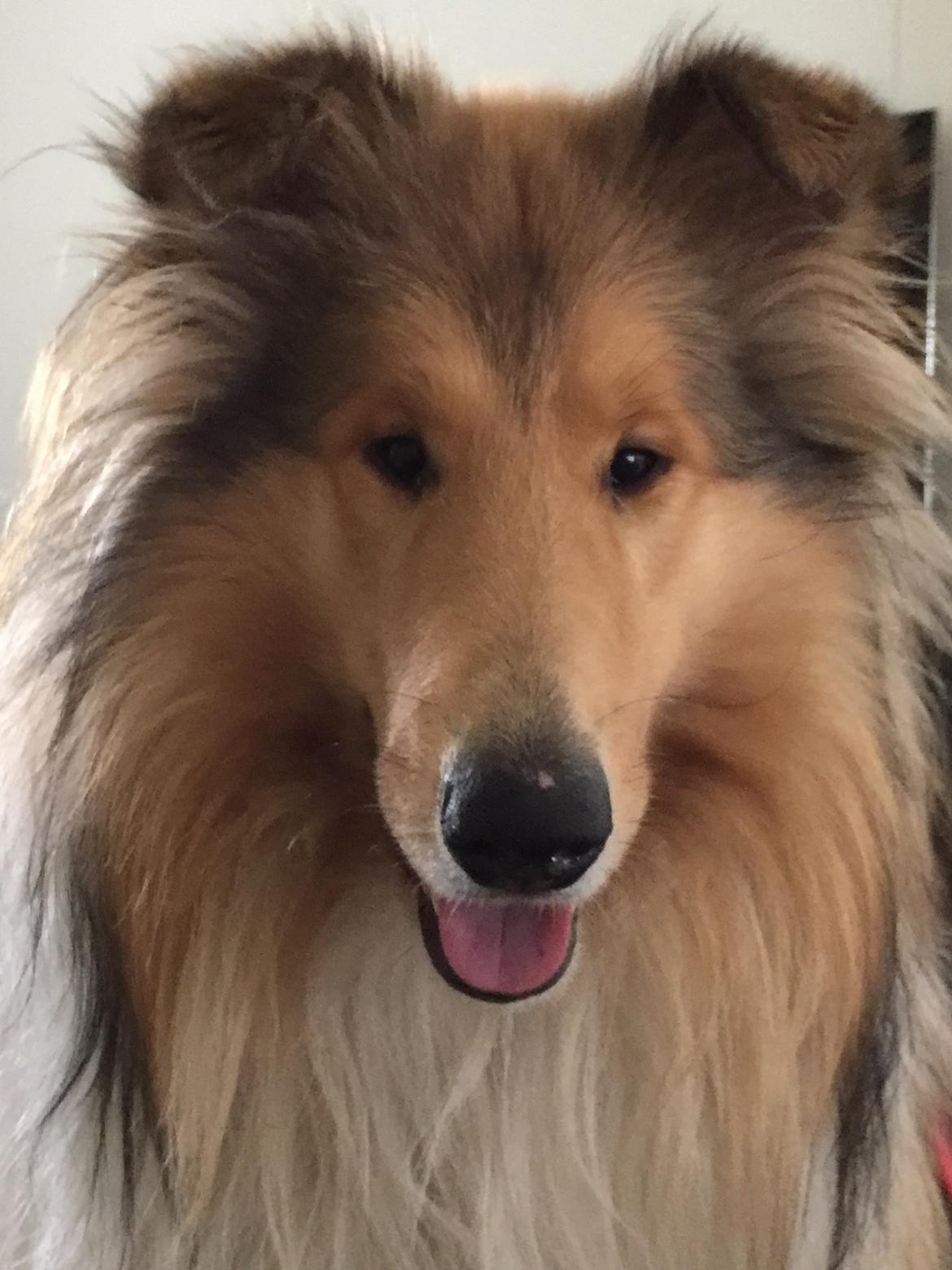 Collie langhåret Enzo billede 12