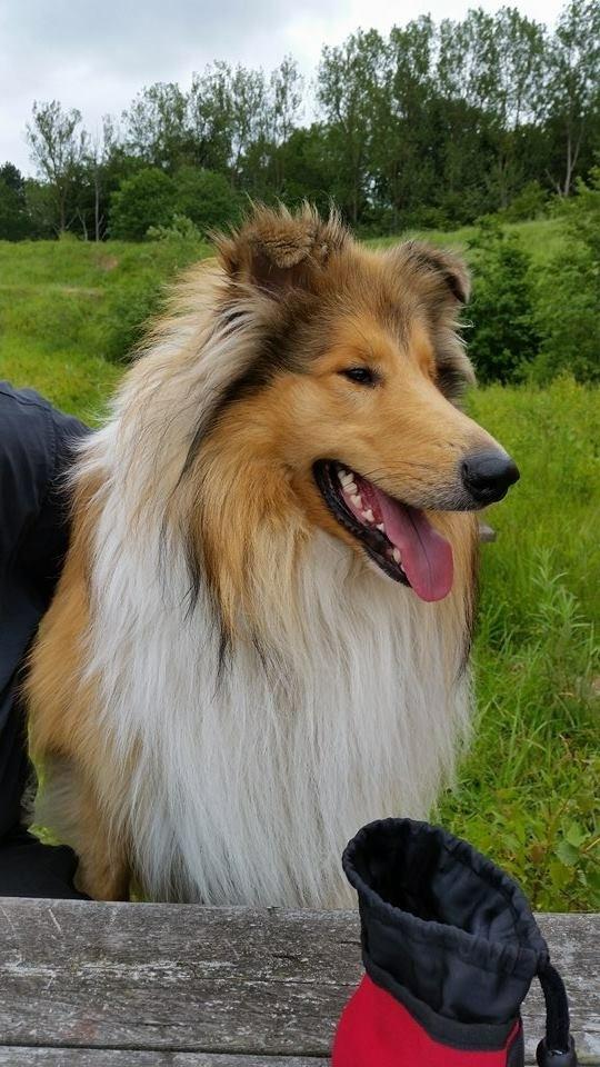 Collie langhåret Enzo billede 11