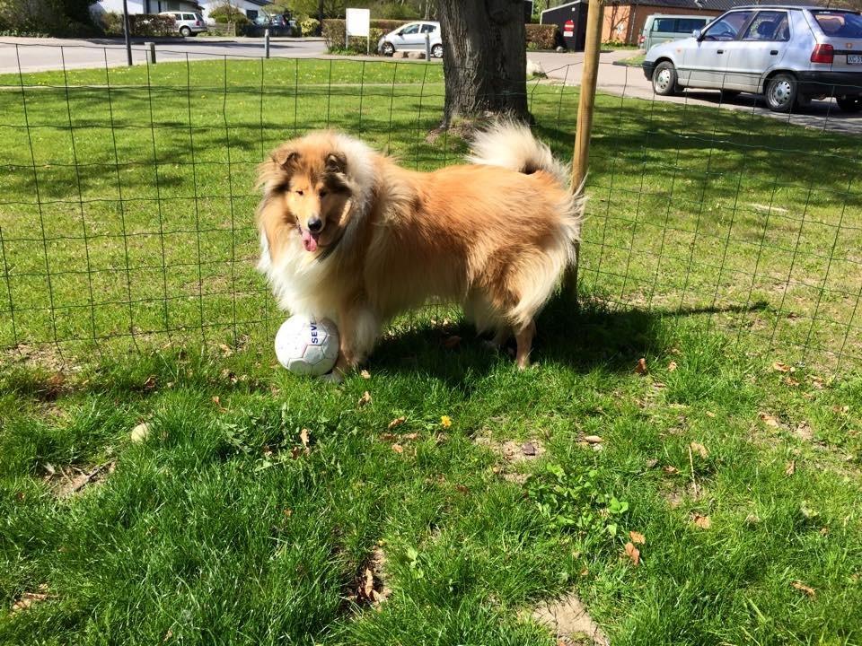 Collie langhåret Enzo billede 14