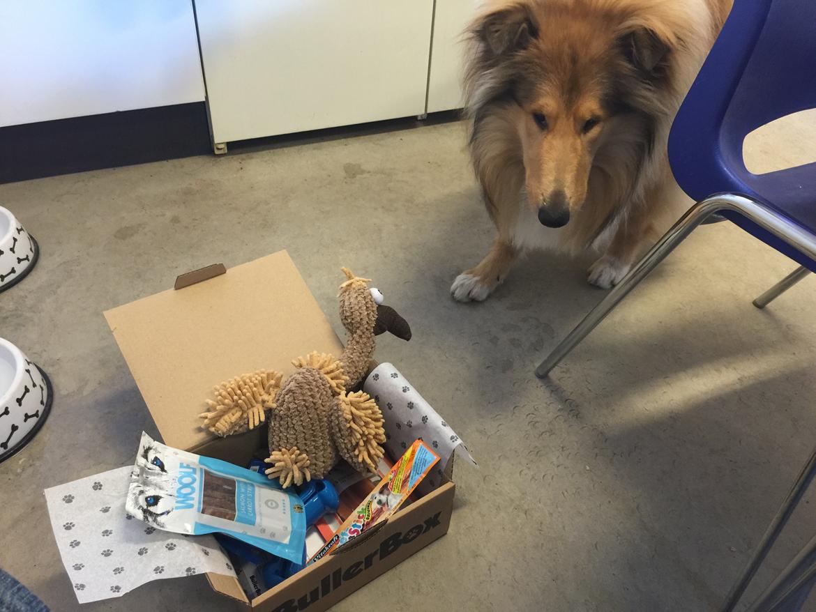 Collie langhåret Enzo billede 15