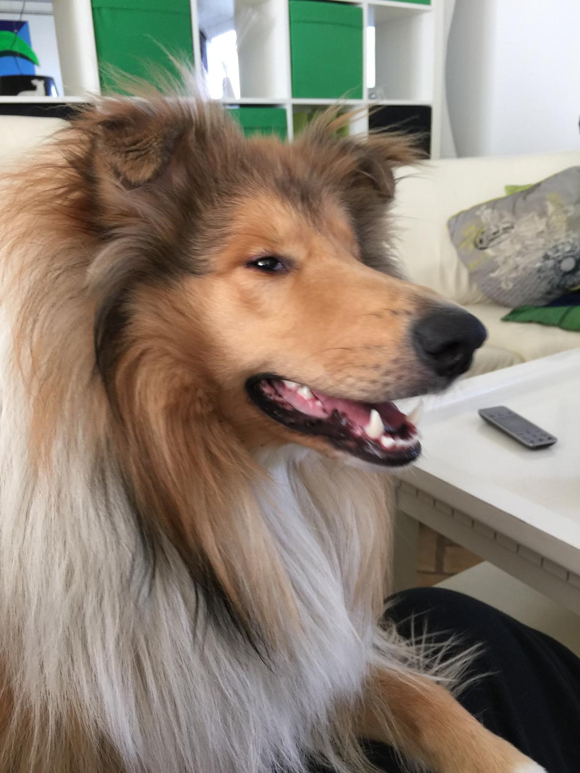 Collie langhåret Enzo billede 16