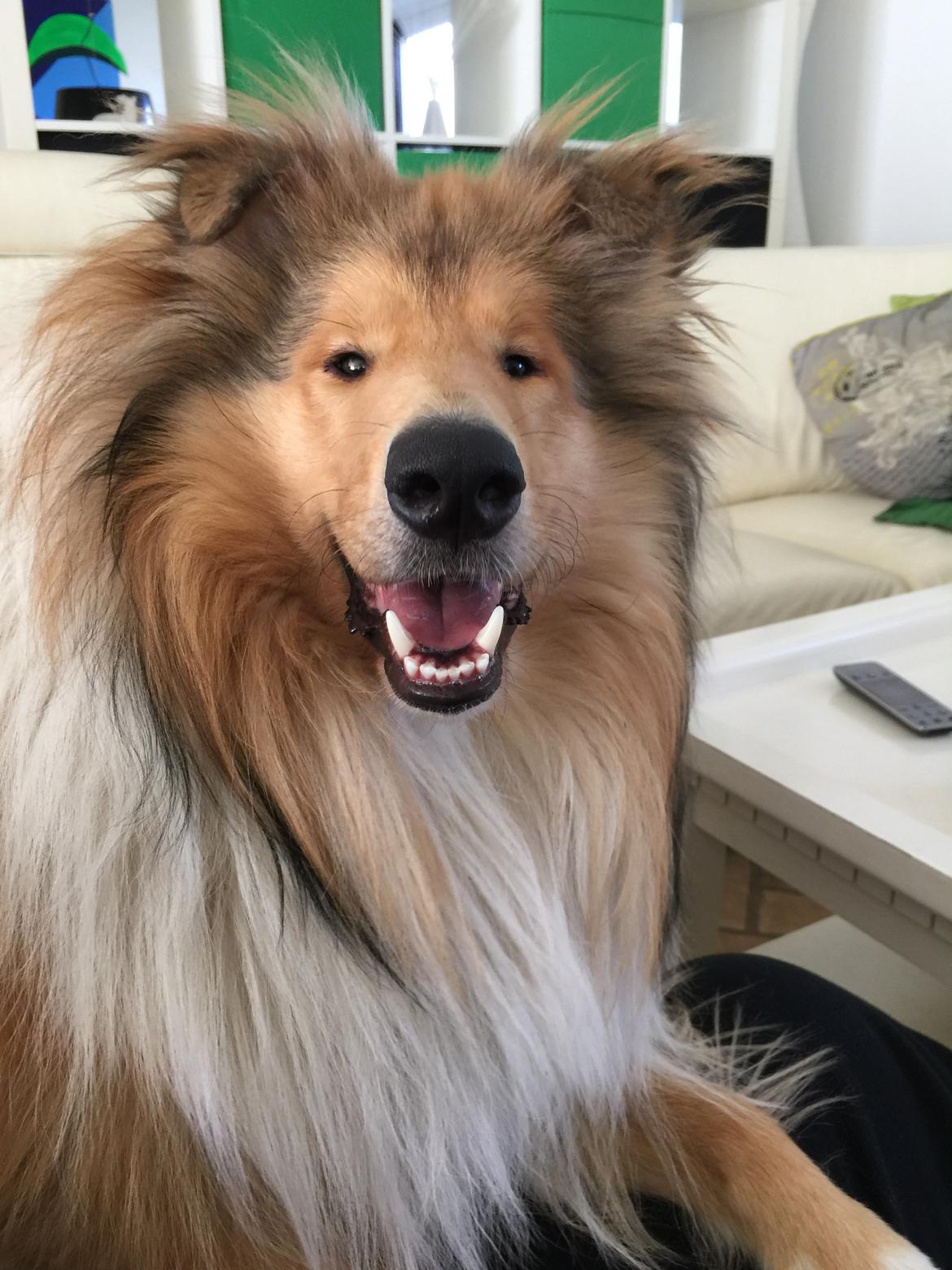 Collie langhåret Enzo billede 17