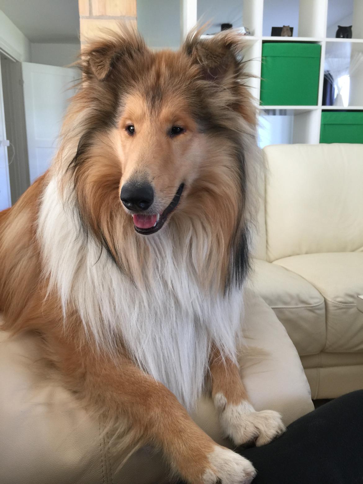 Collie langhåret Enzo billede 18