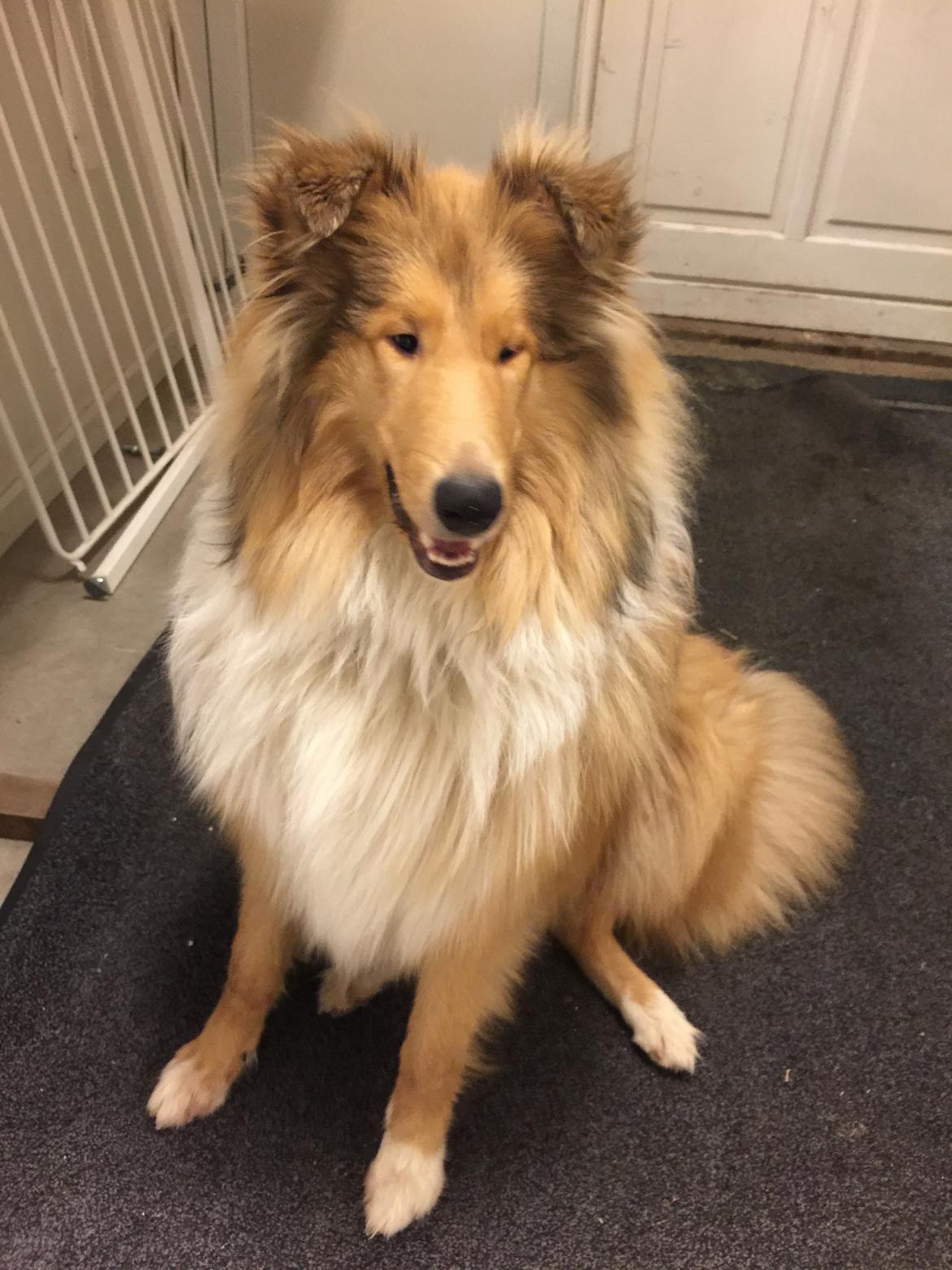 Collie langhåret Enzo billede 19