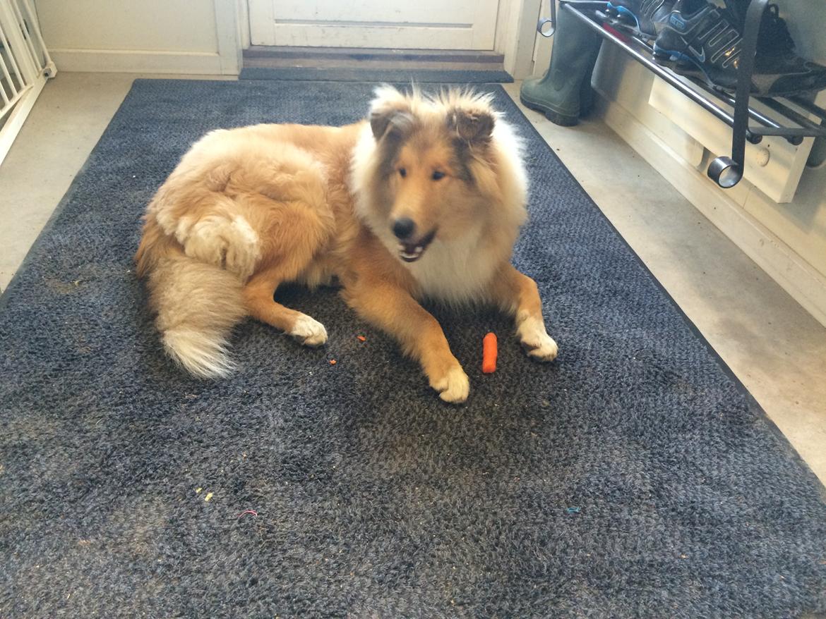 Collie langhåret Enzo billede 20