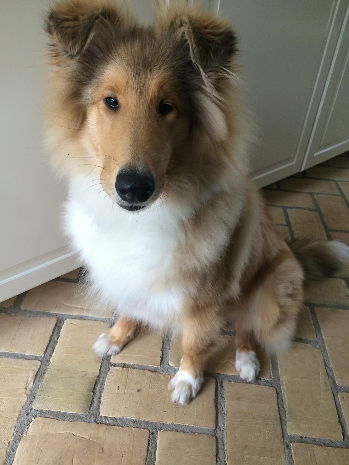 Collie langhåret Enzo billede 21