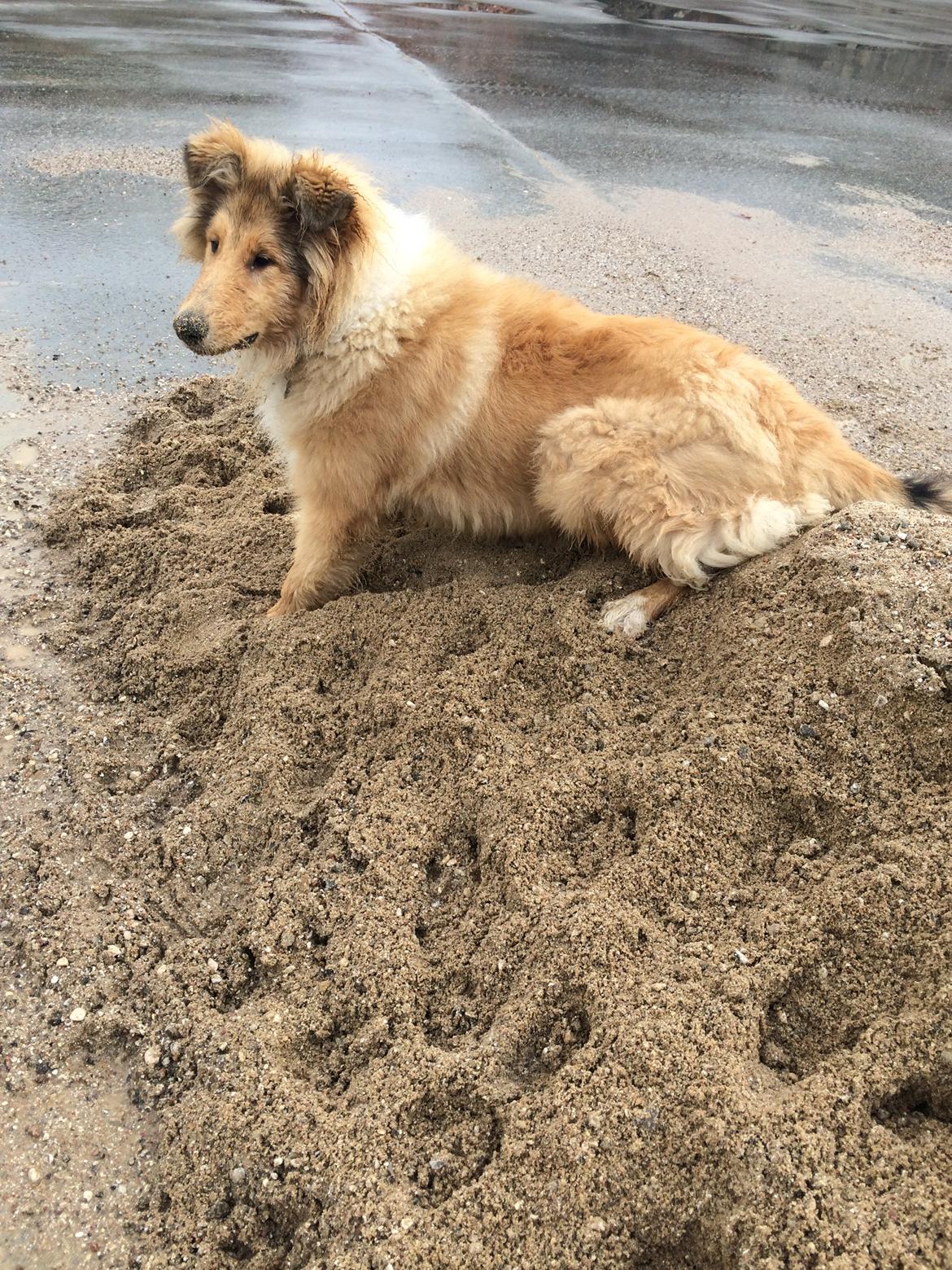 Collie langhåret Enzo billede 22