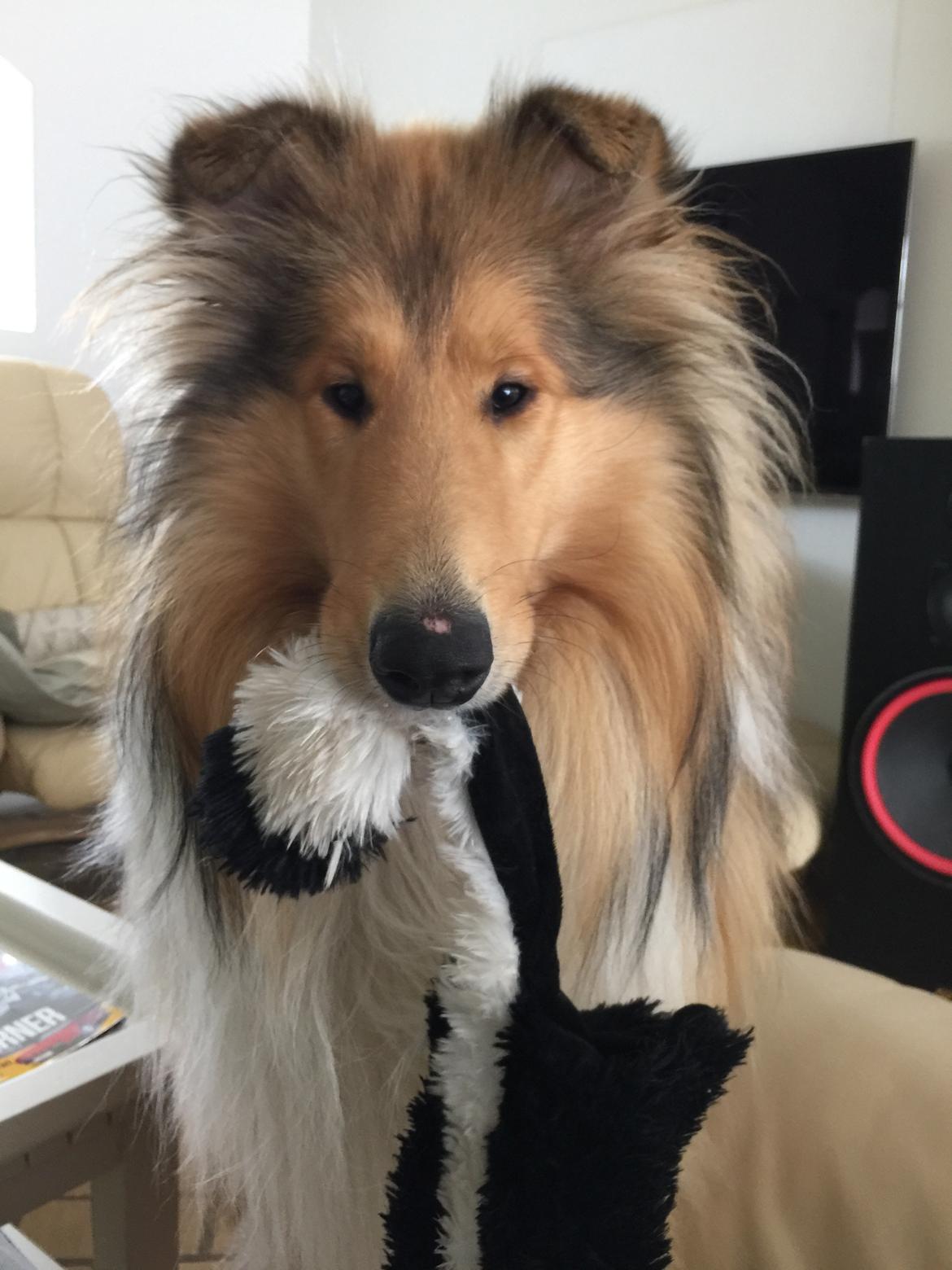 Collie langhåret Enzo billede 13