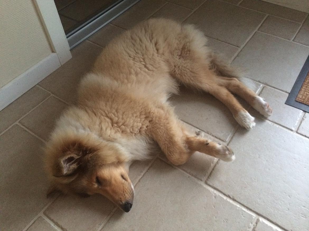 Collie langhåret Enzo billede 24