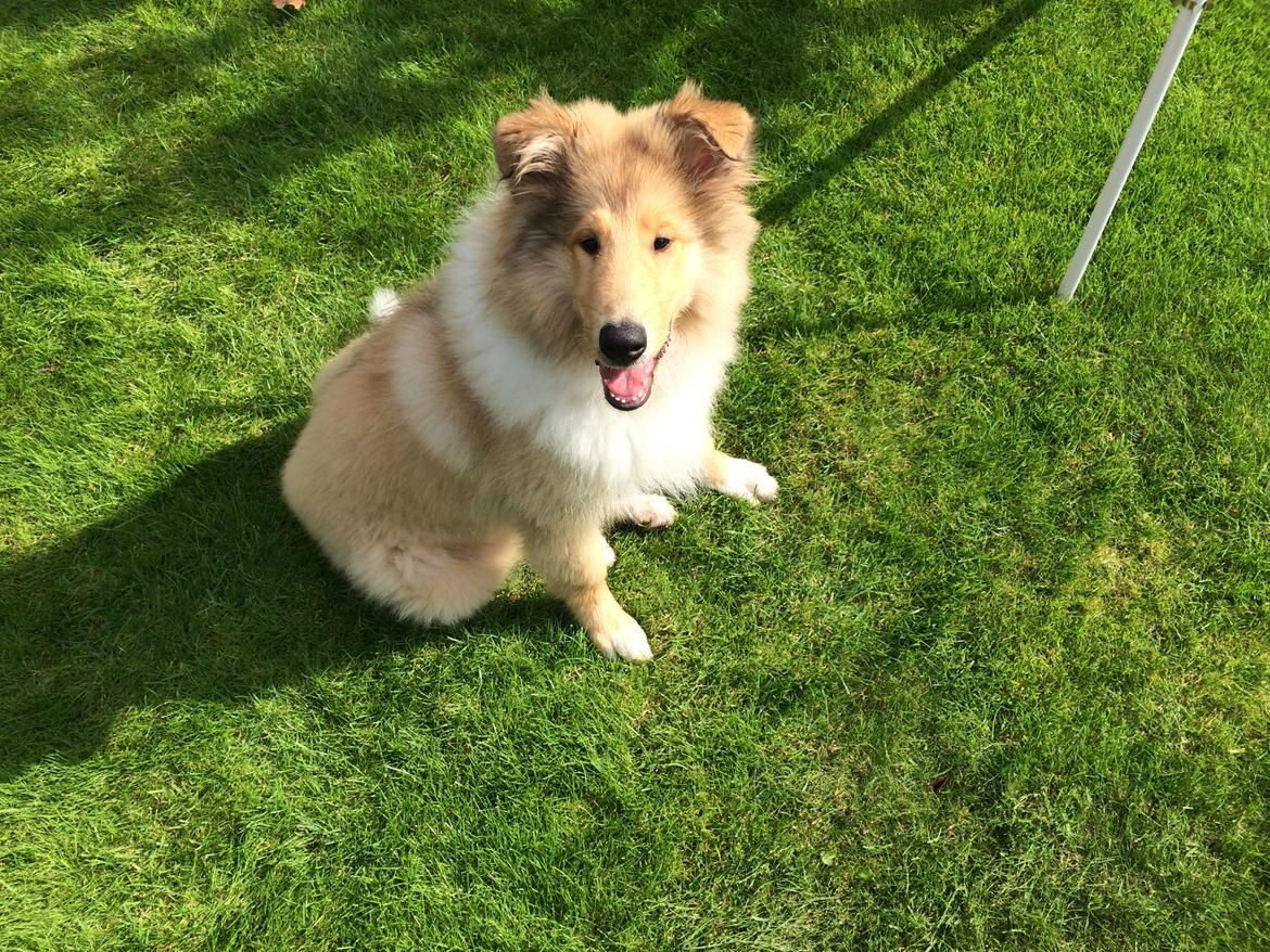 Collie langhåret Enzo billede 25