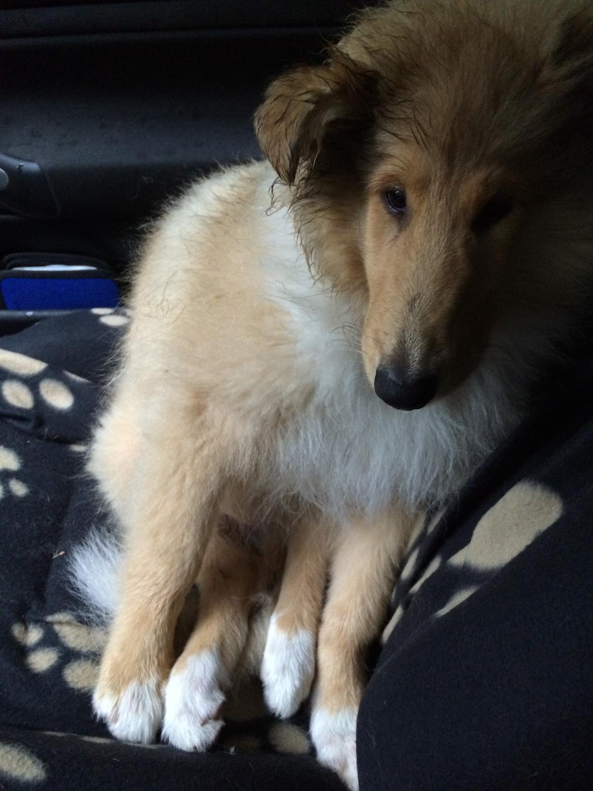 Collie langhåret Enzo billede 26