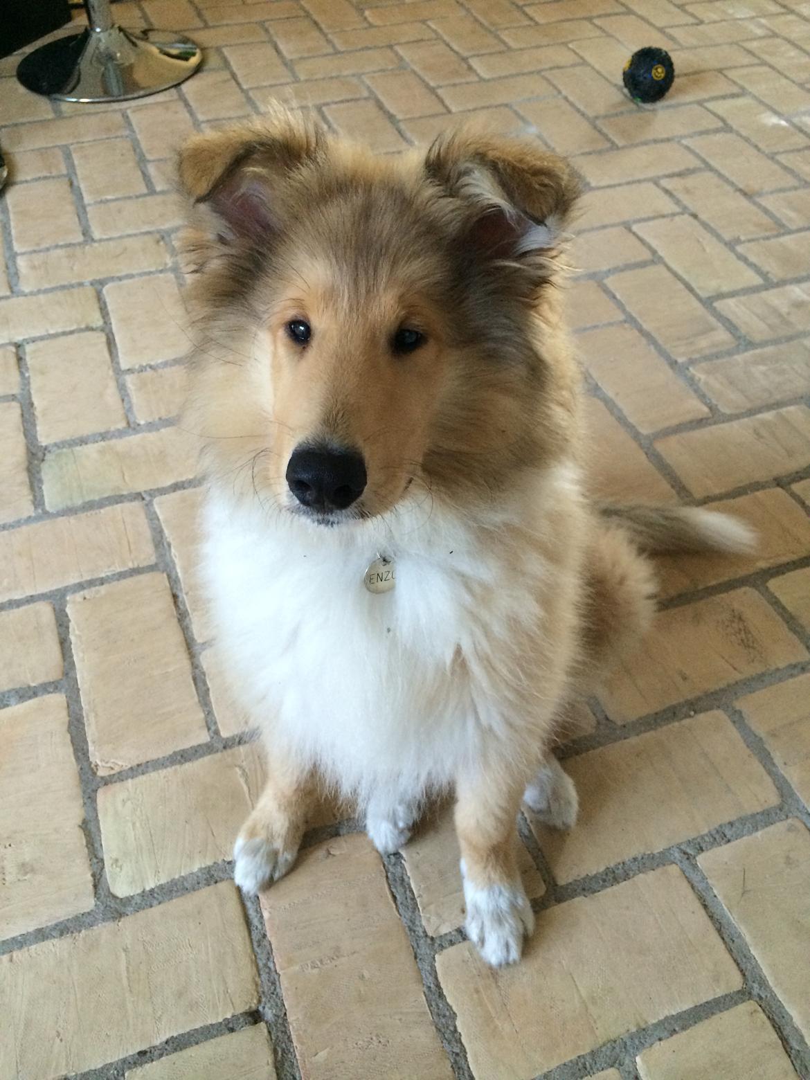 Collie langhåret Enzo billede 27