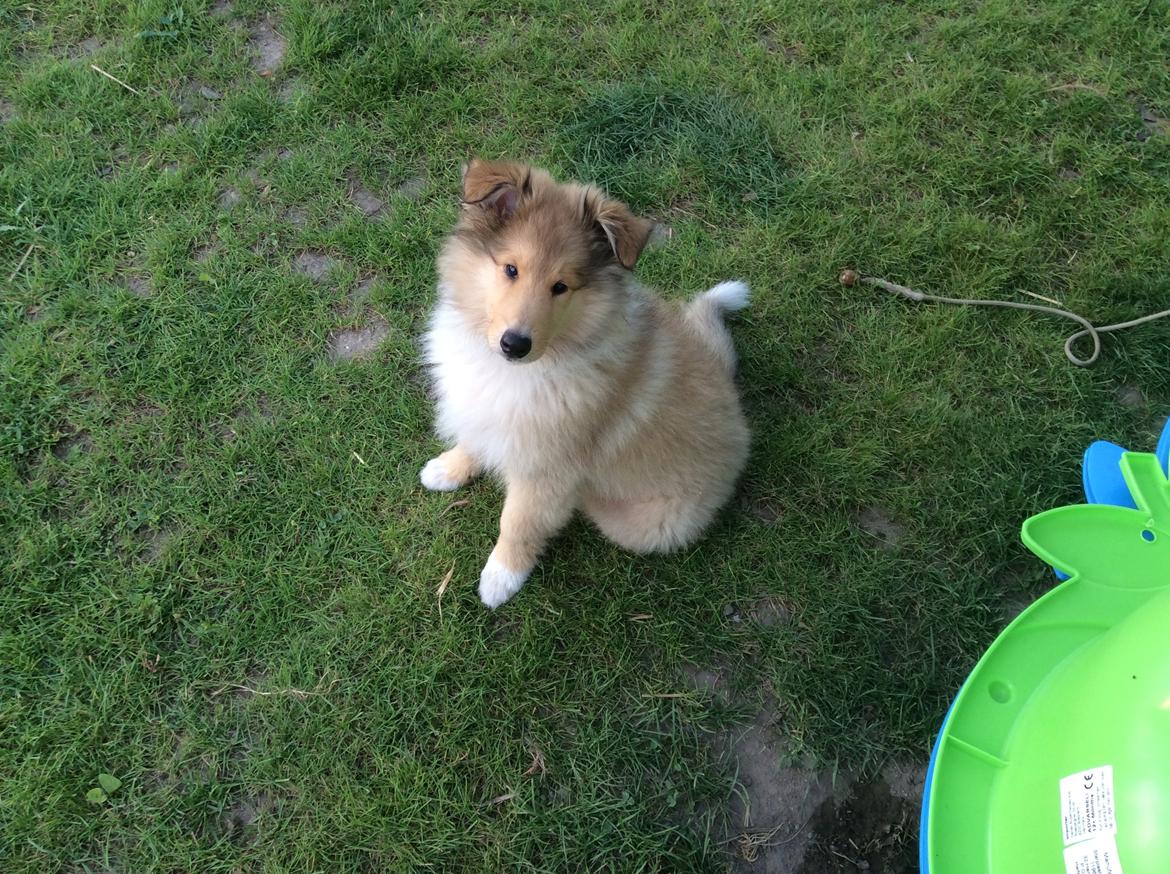 Collie langhåret Enzo billede 28