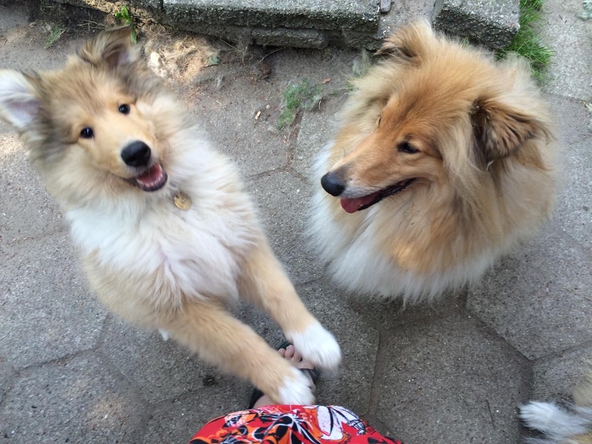 Collie langhåret Enzo billede 29