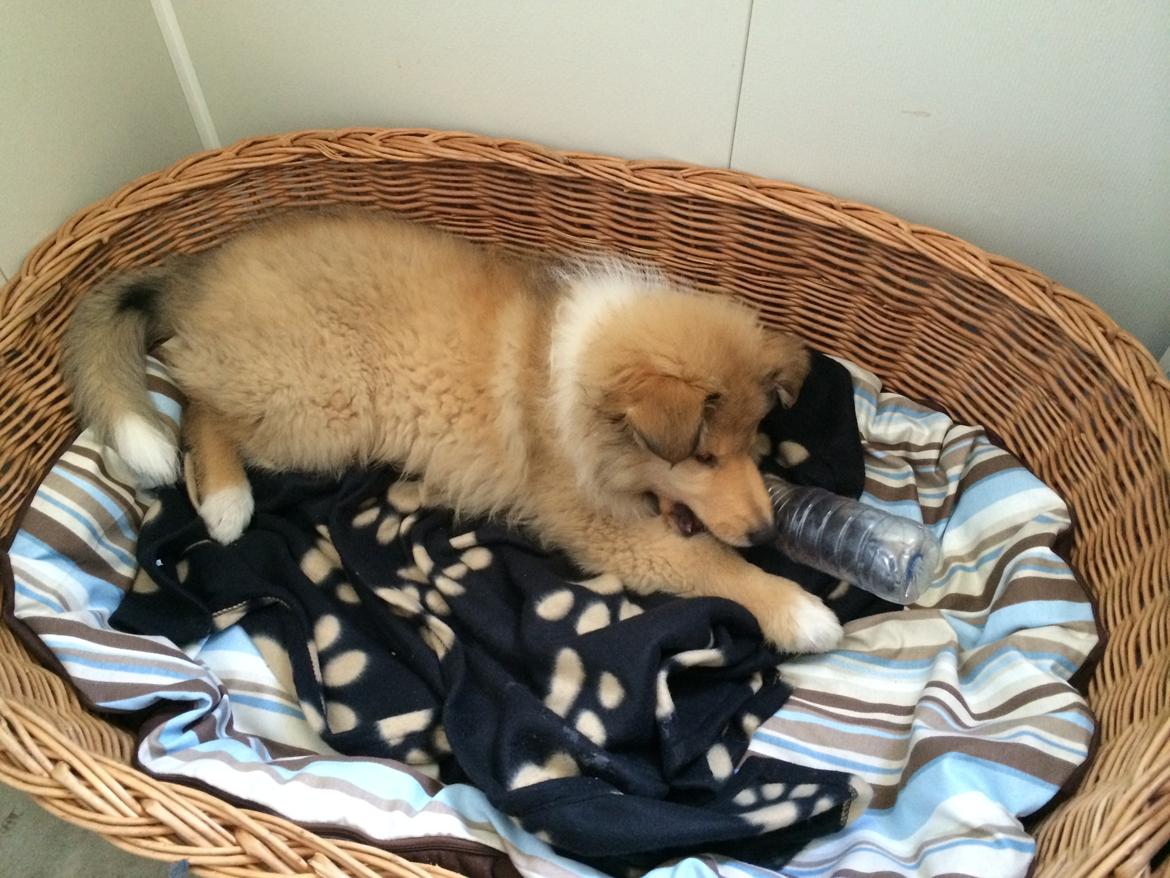 Collie langhåret Enzo billede 30