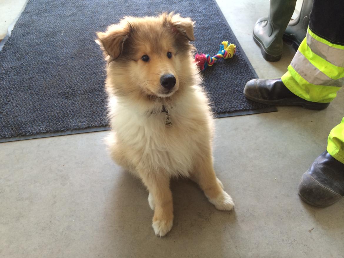 Collie langhåret Enzo billede 31