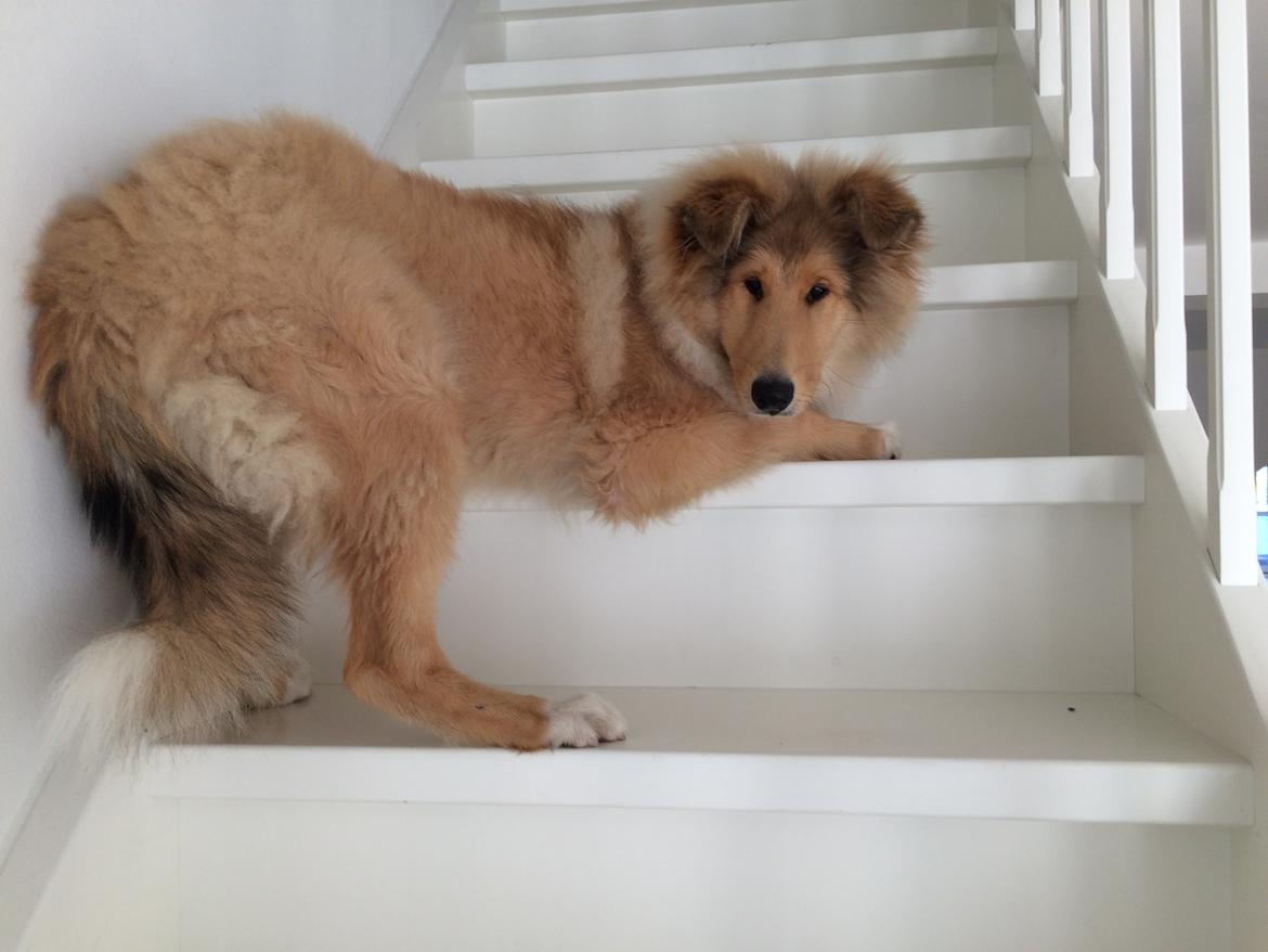 Collie langhåret Enzo billede 23