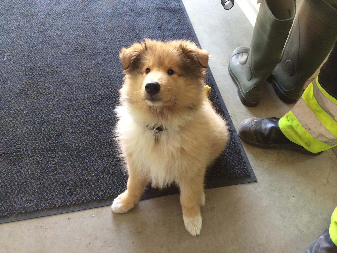 Collie langhåret Enzo billede 32