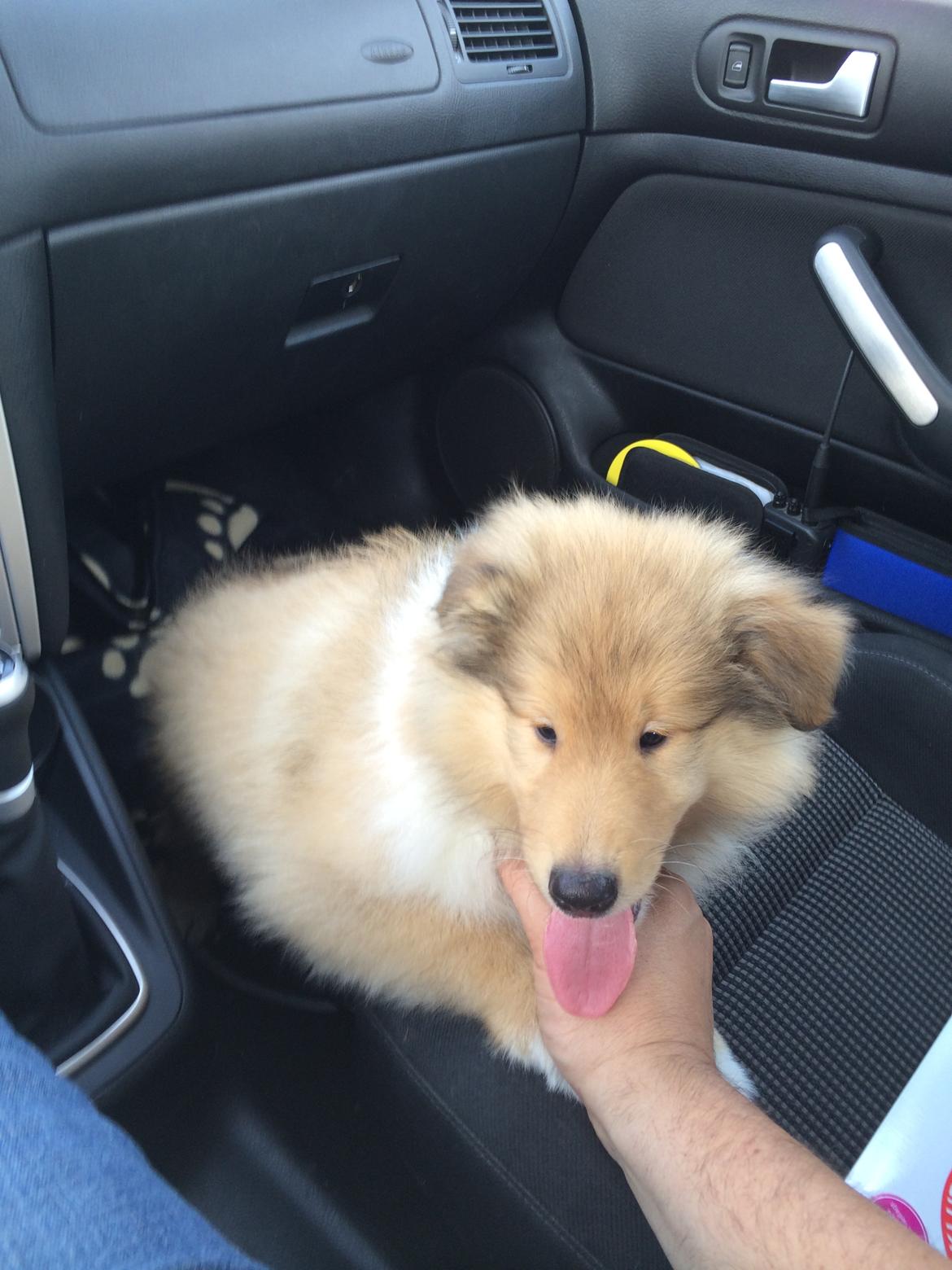 Collie langhåret Enzo billede 34