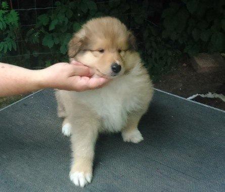 Collie langhåret Enzo billede 35