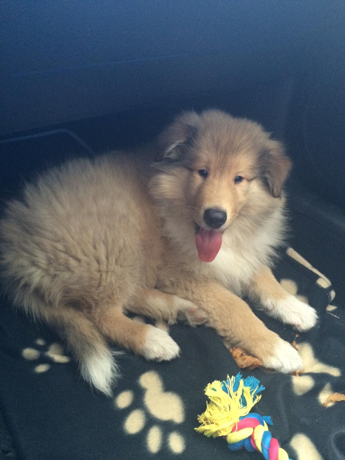 Collie langhåret Enzo billede 33