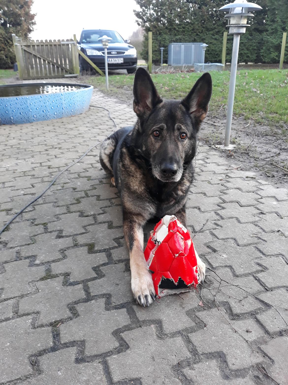 Schæferhund Sportshund Gipsi. (Gipsi). billede 15