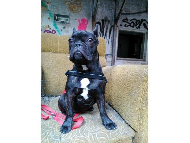 Fransk bulldog Kenzi billede 5