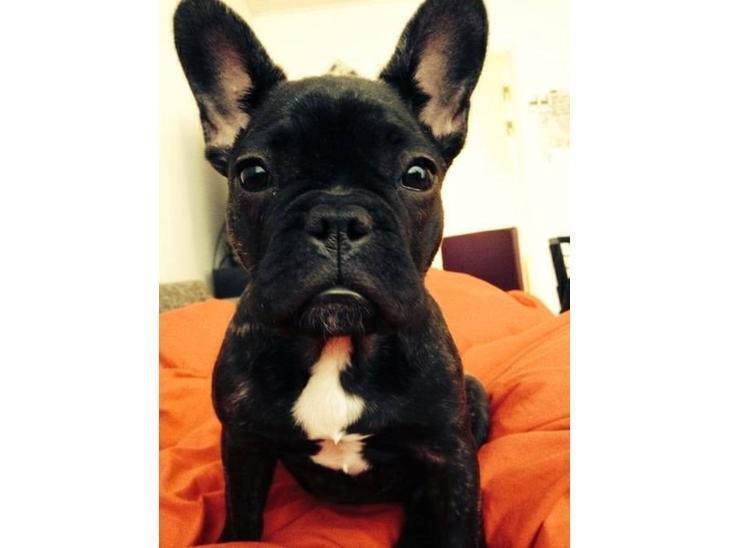 Fransk bulldog Kenzi billede 6