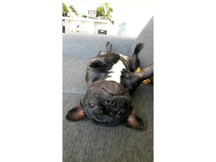 Fransk bulldog Kenzi billede 4