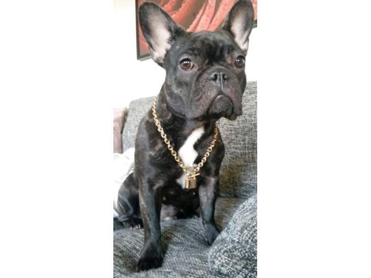 Fransk bulldog Kenzi billede 3